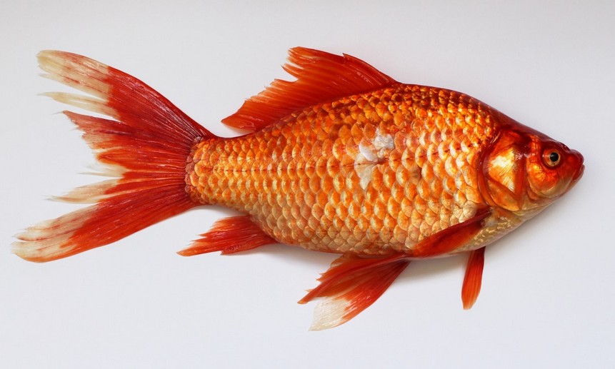 Выпущенные золотые рыбки стали экологическим бедствием