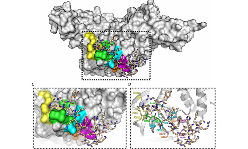 Модель воздействия пептида на белок SaRS CoV2, модель журнала Molecules (CC BY 4.0)